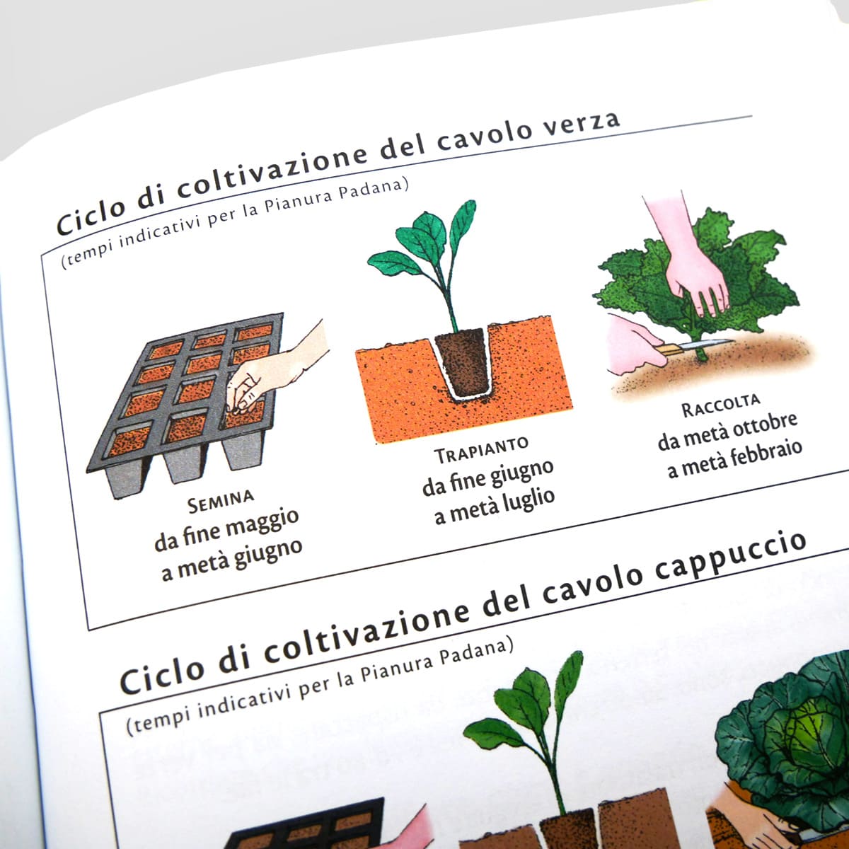 Mad Cucina Coltiva&Cucina Cavoli e cavolini libro singolo