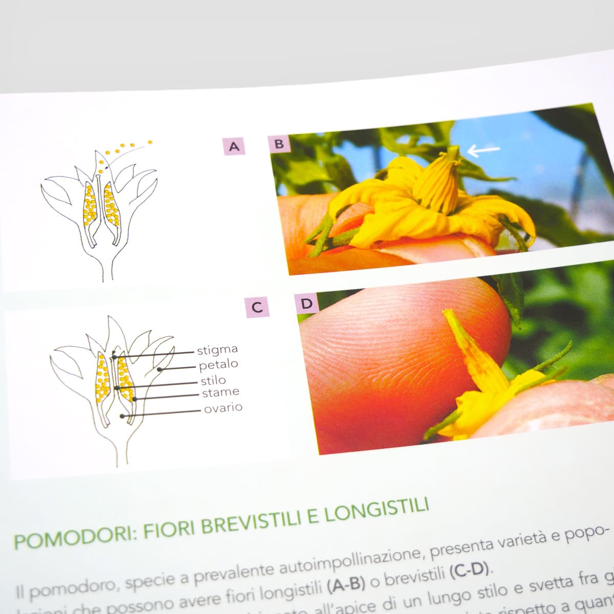 MAD Giardinaggio Conoscere le piante libro coltivazione sostenibile