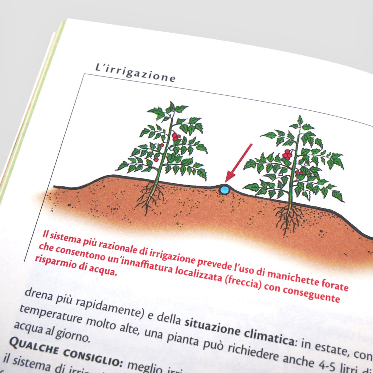 Mad Cucina Coltiva&Cucina Pomodori e pomodorini libro singolo