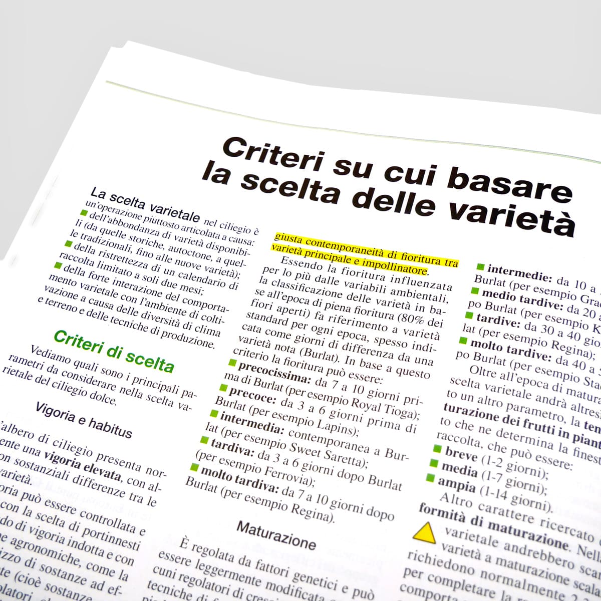 Mad Guide Illustrate Come coltivare il ciliegio dolce guida