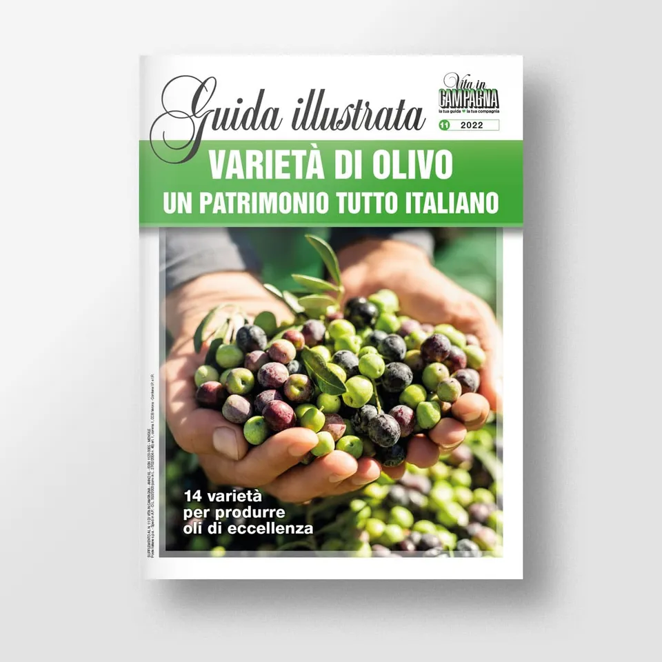 Mad Guide Illustrate Varietà di olivo guida olivicoltura