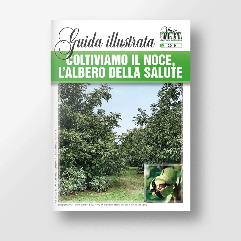 Mad Frutticoltura Coltiviamo il noce albero della salute guida