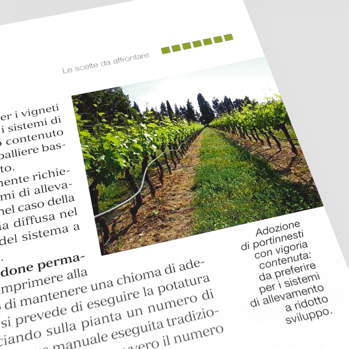 MAD Viticoltura Vite Impianto del vigneto manuale viticoltori