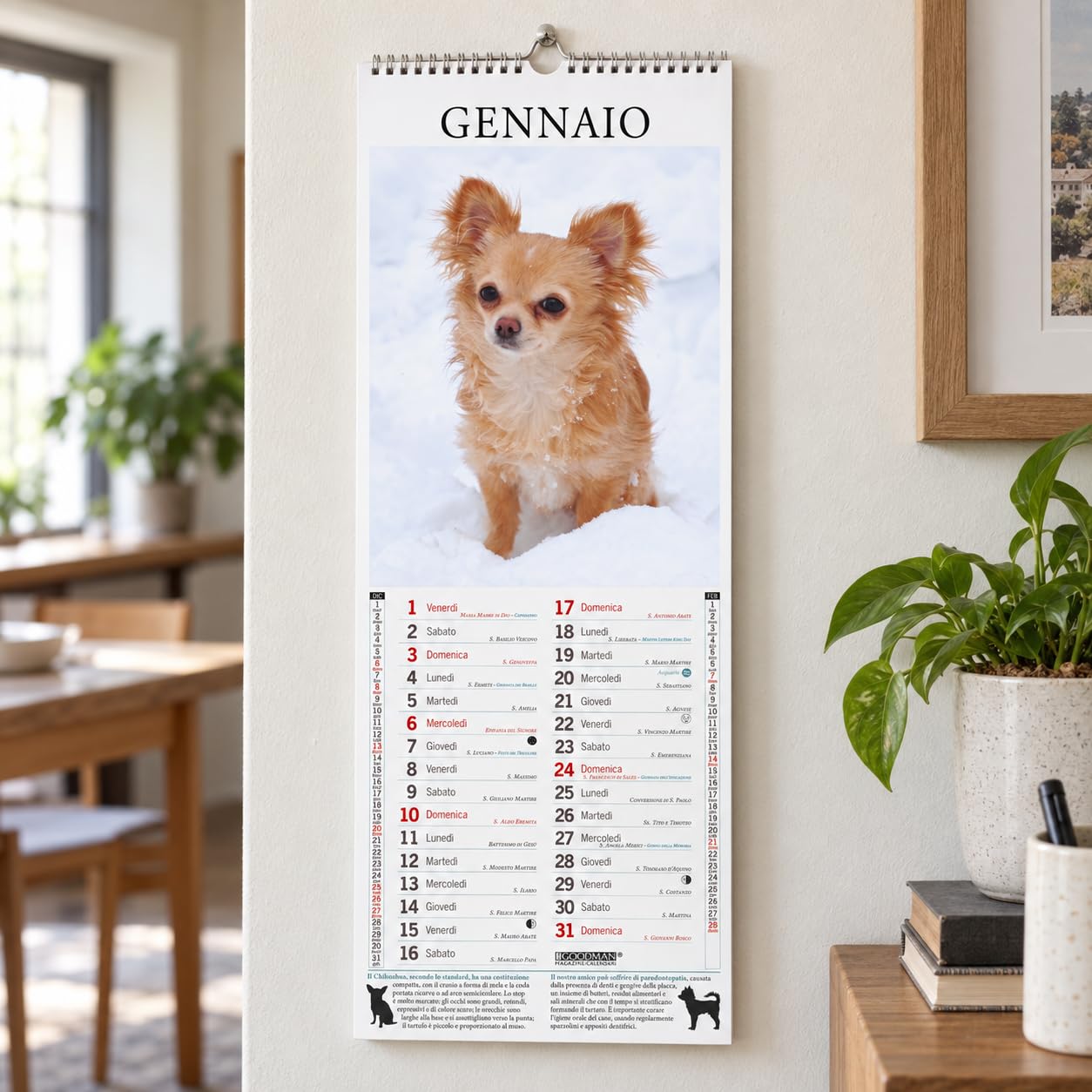 Sprea Chihuahua 2027 calendario da parete 14,6x40,8 cm