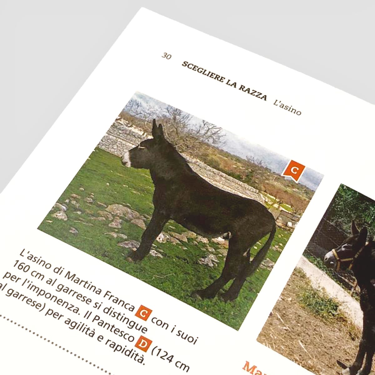 Mad Allevamenti L’Asino libro allevamento trekking pet therapy