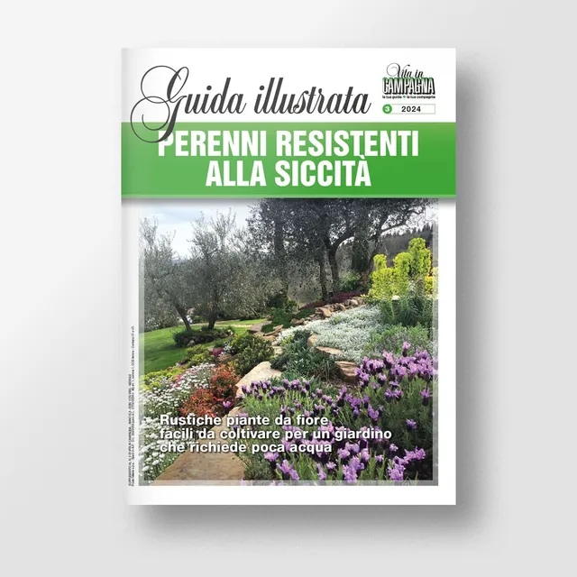Mad Guide Illustrate Perenni resistenti alla siccità guida secco