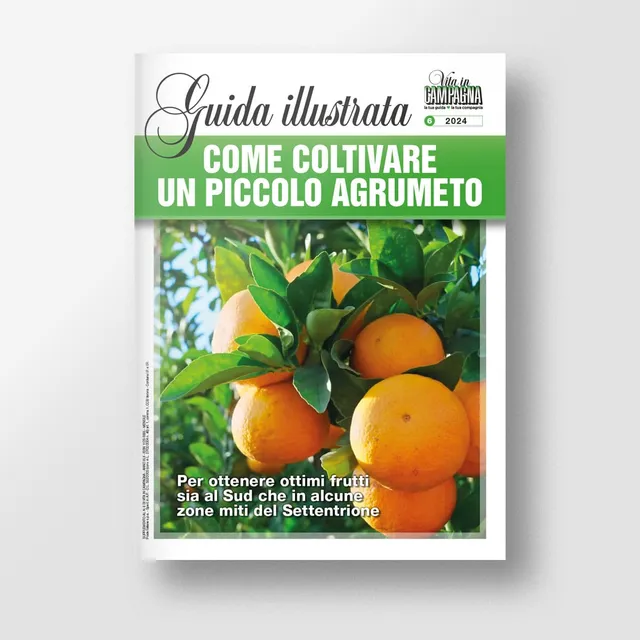 MAD Guide Illustrate Come coltivare piccolo agrumeto guida