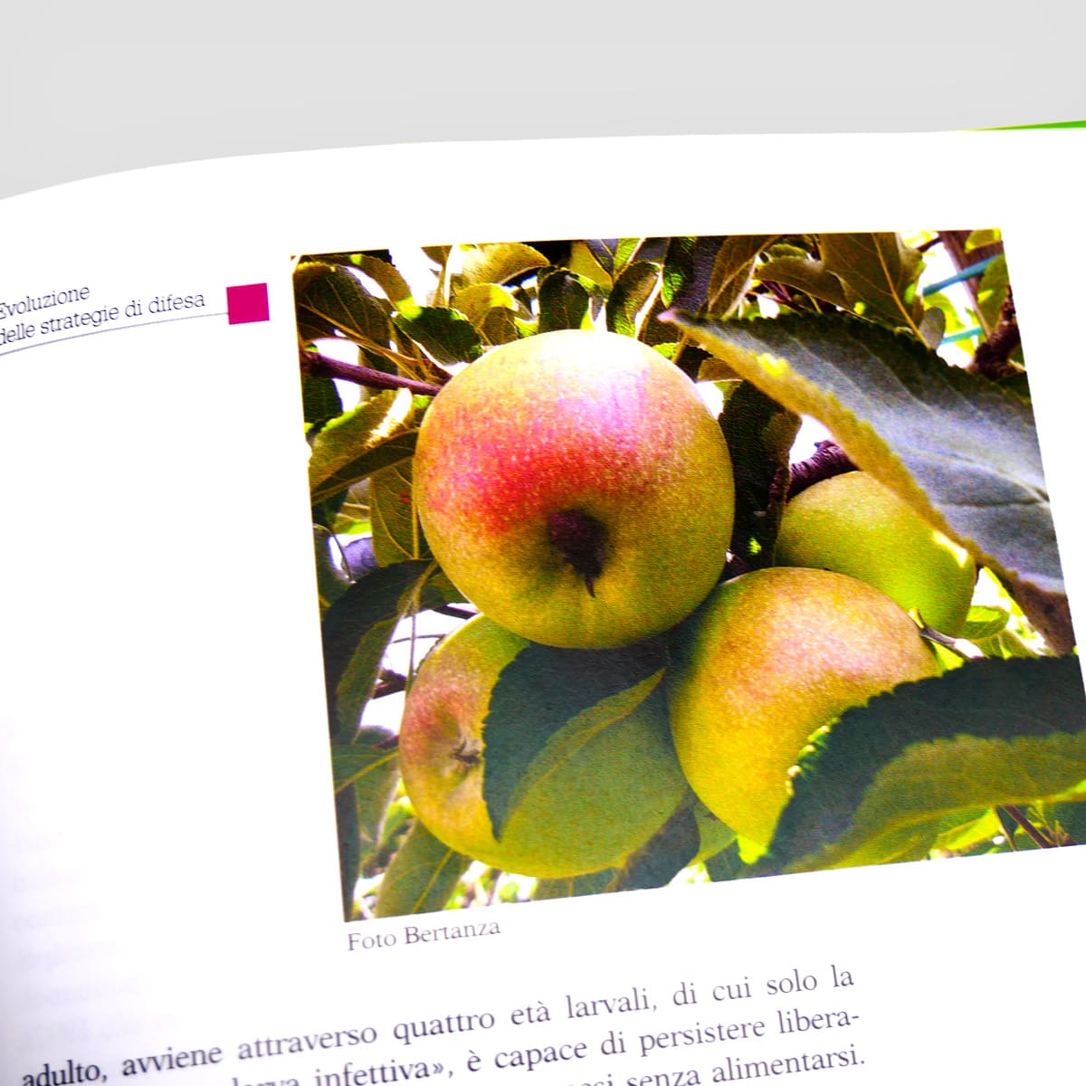 Mad Difesa Cydia manuale fitosanitario numero singolo
