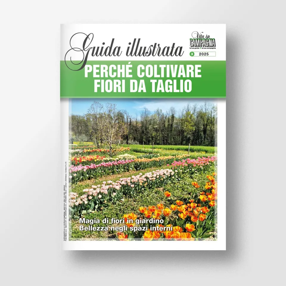 Mad Guide Illustrate Perché coltivare fiori da taglio guida