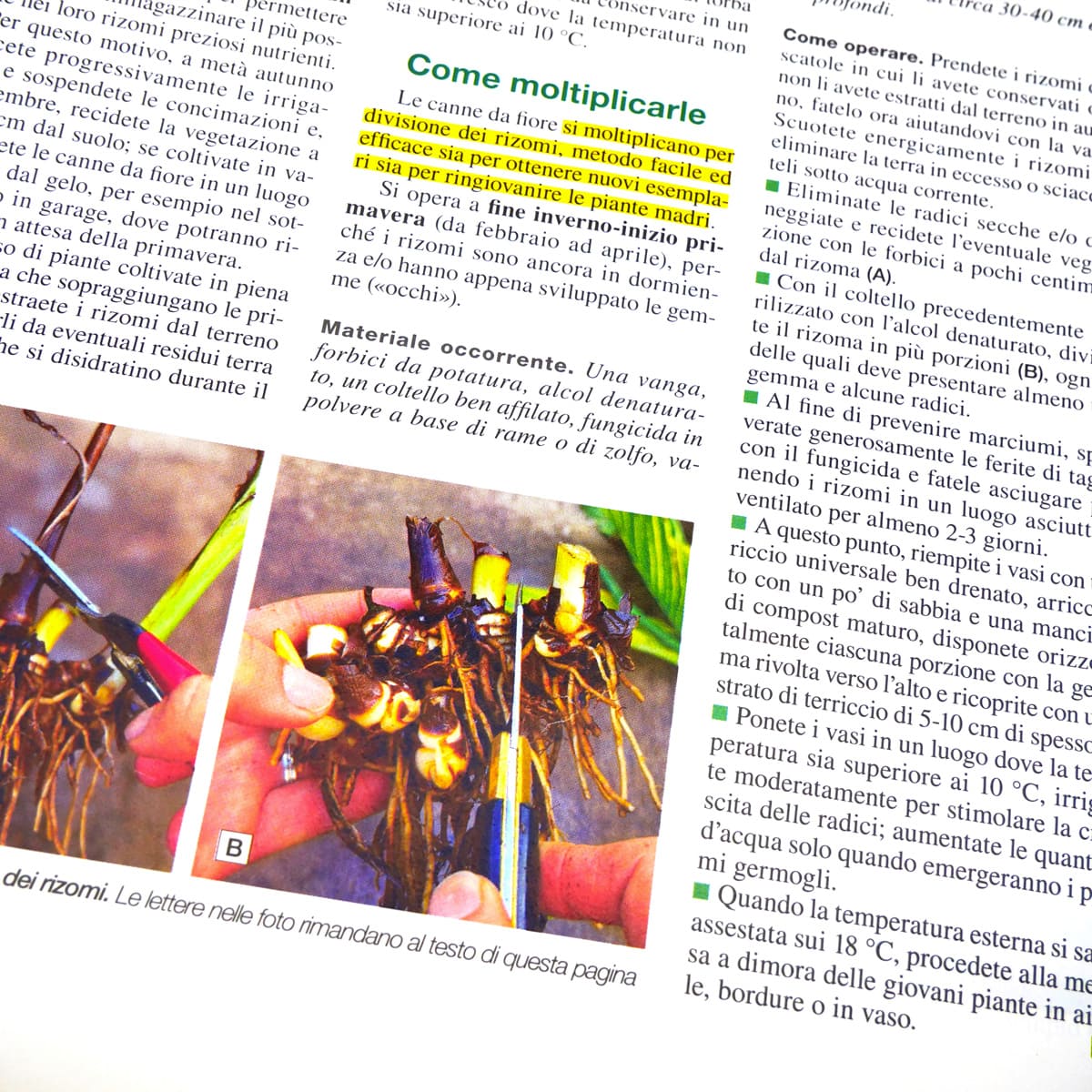 MAD Guide Illustrate Bulbose estivo-autunnali guida giardino